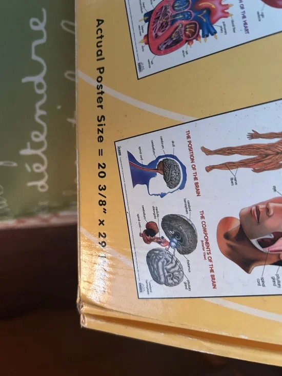 Human Anatomy Posters Set - Yellow - - Picture 6 of 13